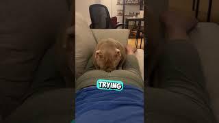 He Just Wanted to Sleep When His Owner Did This...  #shorts