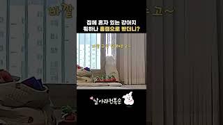 혼자 있는 강아지 분리불안이 뭐에요? #꼬똥드툴레아 #강아지홈캠