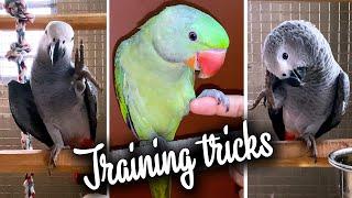How to teach your parrot | Easy training tricks for birds