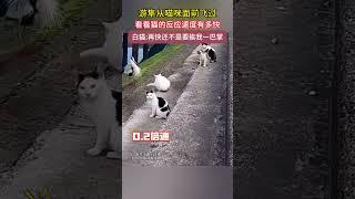 遊隼從貓咪面前飛過，看看貓的反應速度有多快。白貓：再快還不是要挨我一巴掌 #shorts #萌宠