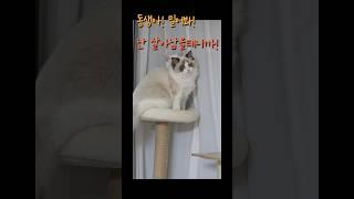 동생아 밀어봐! 난 살아남을테니까!                        #cat #고양이웃긴영상 #고양이 #웃긴영상 #고양이일상 #귀여운고양이 #내이름은김설기