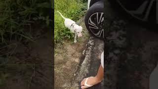 Levei a Bella para Passear no Sitio | Cachorro no mato #cao #labrador #cachorra #viralata