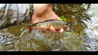 Brook Trout Conservation in Pennsylvania