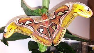 TIMELAPSE! | Giant Atlas Moth | Attacus atlas