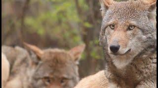 Protecting Red Wolves