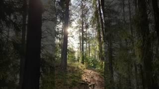 spring forest trip the other day