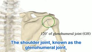 How Your Shoulder Really Works: A Biomechanical Journey 당신의 어깨는 어떻게 움직이나? 생체역학 대공개