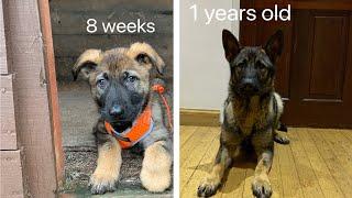 German shepherd growing up  8 weeks to 1 year old