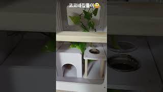 코코네 집들이 왔습니다ㅏㅏ