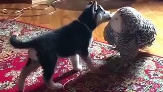 フクロウとイチャイチャする子犬