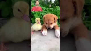 محبت و مهربونی سگ‌ها به حیوانات دیگر #سگ #محبت #وفاداری