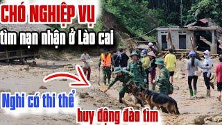 Dùng chó nghiệp vụ và cả trăm chiến sỉ tìm kiếm nạn nhận tại Lào cai