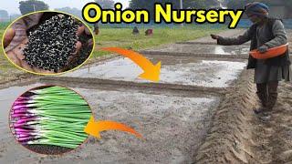 प्याज की नर्सरी तैयार करने की सरल सर्वोत्तम वैज्ञानिक विधि Grow onion nursery from seed