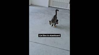 Cats playing skateboarding. #cat #catvideos #catsoftiktok #foryou #cutecats #catlover #fyp ##viral