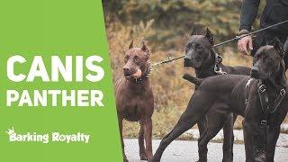 Canis Panther - The Ultimate Guide to Panther Dog