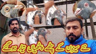 Naye kabootar tayar bazi kay liye  || khokhar pigeons club || Haider pigeons club || kabootar lovers