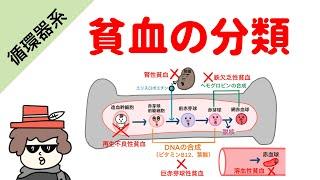 【国試対策】貧血の分類