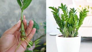 How to grow Zzplant from cuttings | zz plant propagation