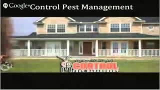 pharaoh ants Orlando  Control Pest Management  Toll-Free 888-961-PEST