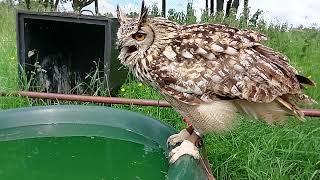 Bengal Eagle owl bowsing in slow motion.