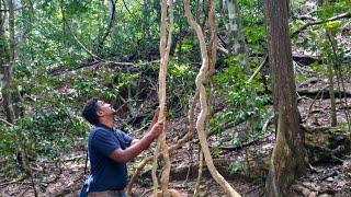 Exploring the "Giant Entada Liana" in Udawattakele, Sri Lanka; Unveiling the Wonders.