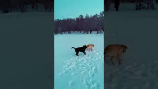 Walking the dogs on Christmas Day - labrador, miniature poodle 251223