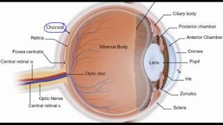 Eye anatomy