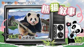 Panda Stories  Ep 03: Explorer "Fu Bao" Escaped from the Zoo Five Times!