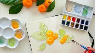 Watercolor sketch of Citrus Calamondin. Okeana`s 4th video