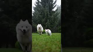 Rainy Day Fun: Samoyed and Kitten's Playtime Adventure ️