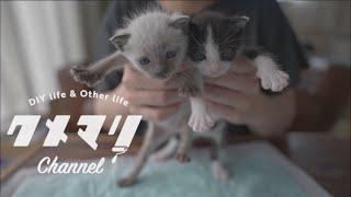 【保護猫】生後2週間の兄弟猫がやってきた日…！