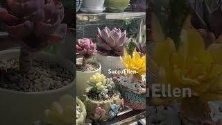 My succulent collections #Echeveria #Succulents #Succulent #Pachyphytum #Sedum #Greenovia #Aenioum