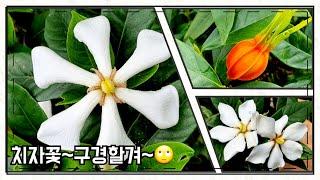 치자나무~열매치자꽃~/Gardenia jasminoides