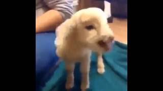 Goat Gives It All It's Got   Funny Videos