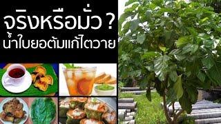 แชร์ให้ไว เช็คให้ชัวร์ : "ใบยอ" แก้ไตวายได้จริงหรือ? - Springnews