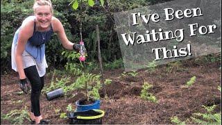 Starting an Orchard | Girl Planting Fruit Trees in the Forest