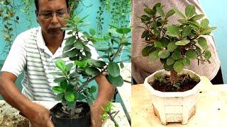 How to make a beautiful bonsai of Chinese banyan | Ficus tree bonsai