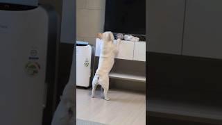 심심한 마마보이 프렌치불독‼️ 엄마가 해주세요‼️ #말많은강아지 #심심해 #frenchbulldog #smartdog #비오는날 #bulldog #애착인형 #고등어  #관종