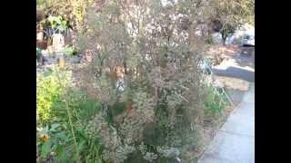 How to Harvest Fennel Seeds