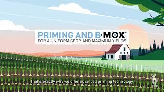 BEJO | Priming and B-MOX® onion- [EN-EN]