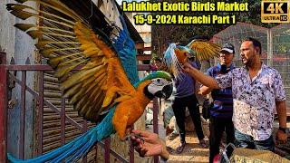 Lalukhet Exotic Hen and Rooster Birds and Parrots Market 15-9-2024 Karachi | Unique and Rare Birds