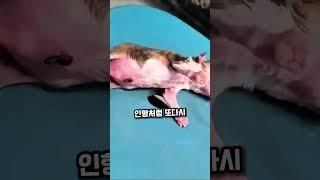 강아지가 우유 마시자마자 '고장'났습니다… 왜 이런 거죠?