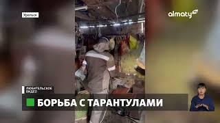 Опасные и ядовитые: в Уральске начали борьбу с тарантулами