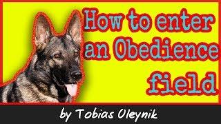 How to enter Obedience field - by Tobias Oleynik