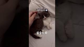 아기고양이 특