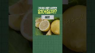 #기미 에 레몬 바르면 진짜 없어질까? #shorts