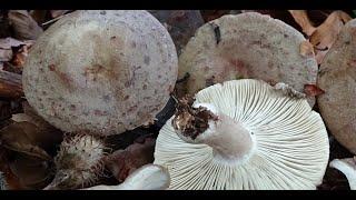 Lactarius blennius - Niscalo mucoso -  Beech Milkcap