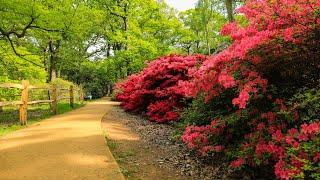 LONDON Walk TOUR - Blooming ISABELLA PLANTATION in Richmond Park - ENGLAND