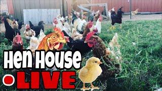 Live Streaming The Chicken House | Chicken TV