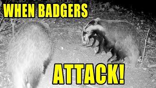 Badgers ATTACK A Bees Nest On TRAIL CAM:  FISH Left In The Woods Experiment